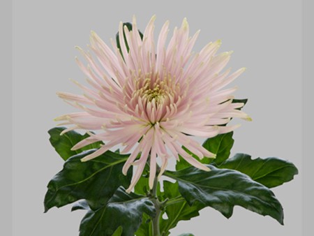 1Hd Χρυσάνθεμα Anastasia Star Pink