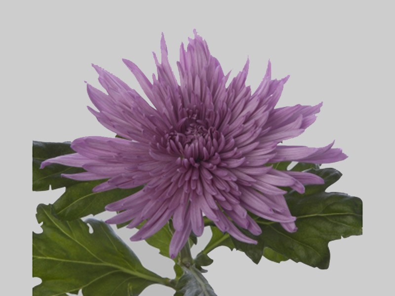 1Hd Χρυσάνθεμα Anastasia Lilac