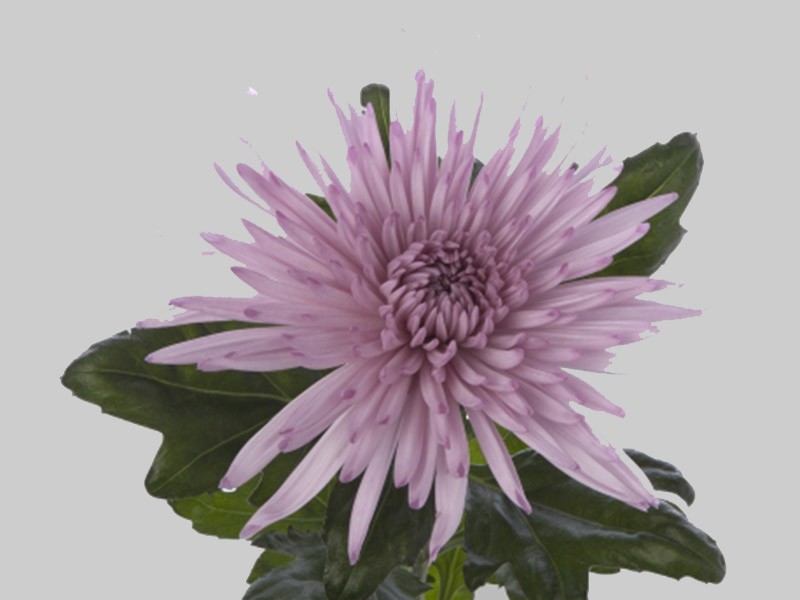 1Hd Χρυσάνθεμα Anastasia Pink