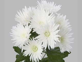 Χρυσάνθεμα Anastasia 