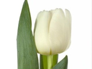 Τουλίπες Antarctica