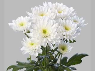 Χρυσάνθεμα Arctic Queen