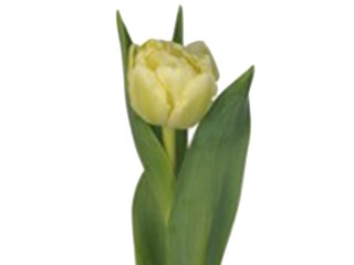 Τουλίπες Avant