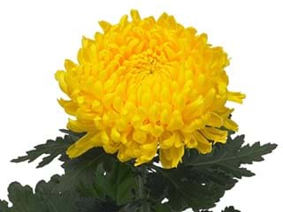 1Hd Chrysanthemum Belanca