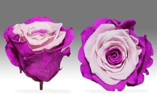 Forever Ροζ Δίχρωμο - NEED TRANSLATION