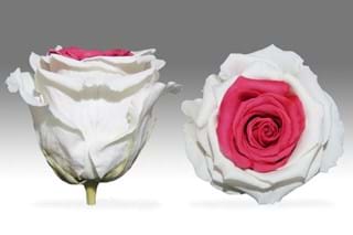 Αποχυμωμένο Δίχρωμο - NEED TRANSLATION