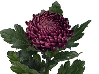 1Hd Chrysanthemum Bigoudi