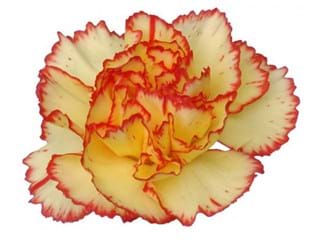 Γαρύφαλλα Birba