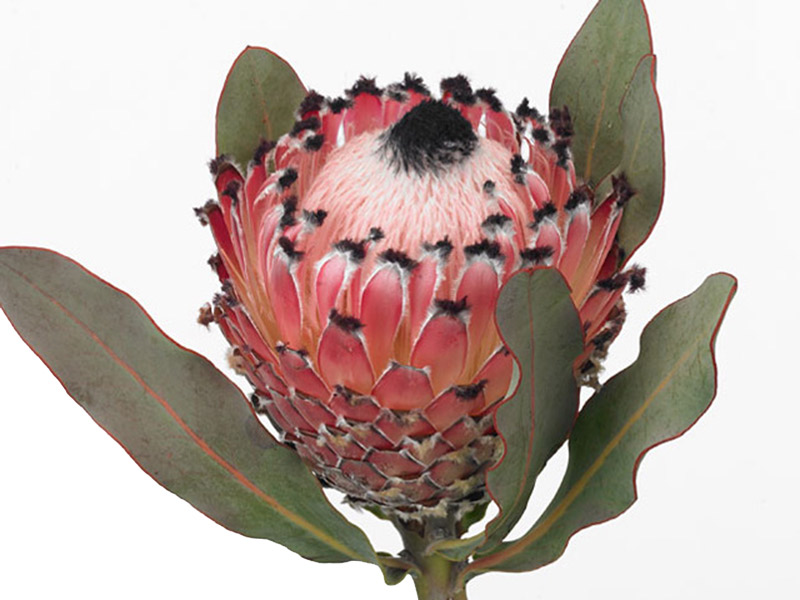 Protea Black Beard