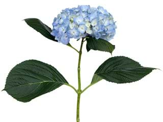 Hydrangea Blue