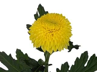 1Hd Chrysanthemum Boula Yellow