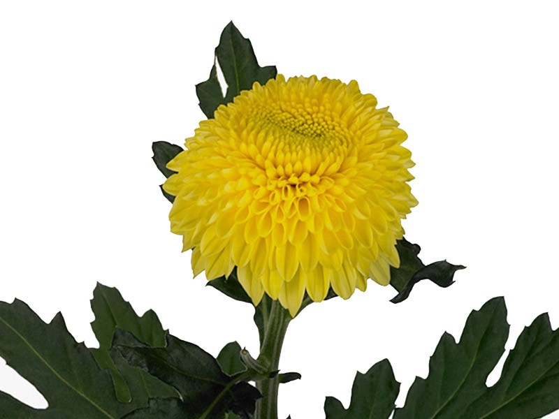 1Hd Χρυσάνθεμα Boula Yellow