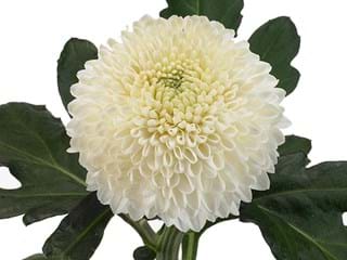 1Hd Chrysanthemum Boula