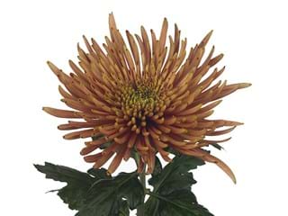 1Hd Chrysanthemum Brunello