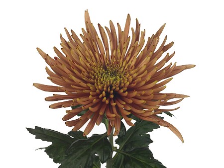 1Hd Chrysanthemum Brunello