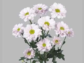 Χρυσάνθεμα Bacardi Pearl