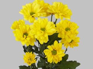 Χρυσάνθεμα Bacardi Sunny