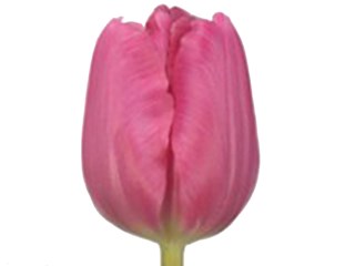 Τουλίπες Bago