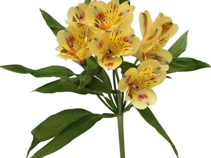 Alstromeria Bali