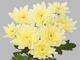 Χρυσάνθεμα Baltica Cream