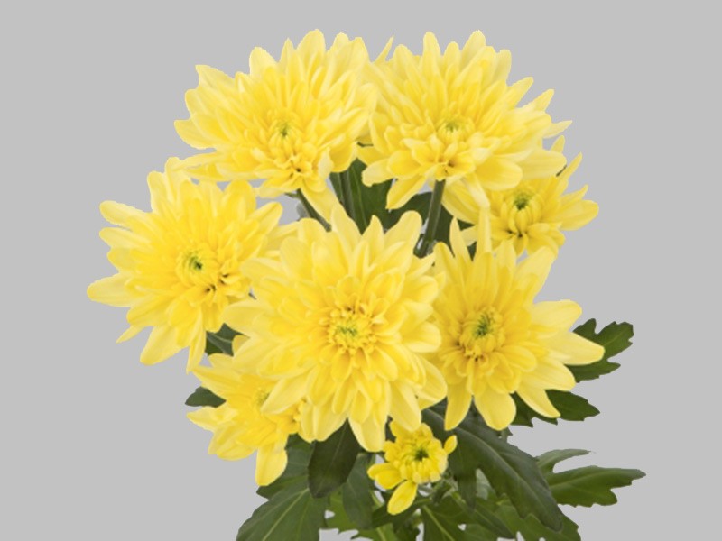 Χρυσάνθεμα Baltica Yellow