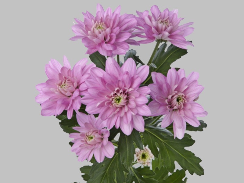 Chrysanthemum Baltica Pink