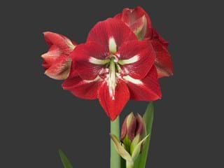 Hippeastrum Barbados