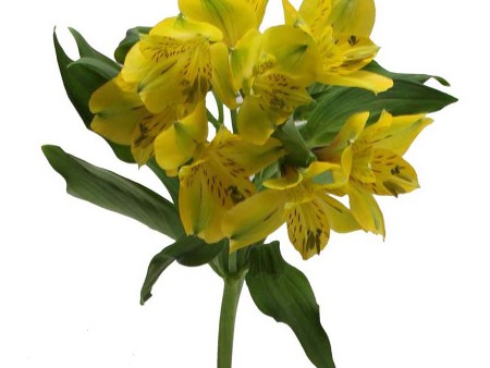 Belle Star