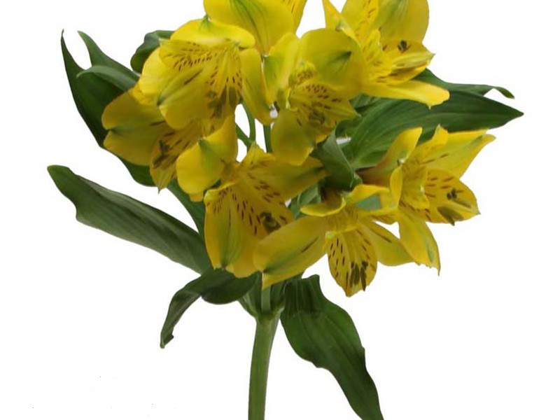 Belle Star