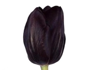 Τουλίπες Black Jack