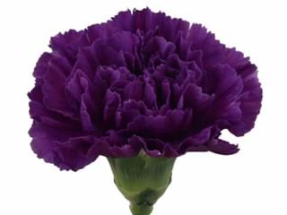 Γαρύφαλλα Velvet