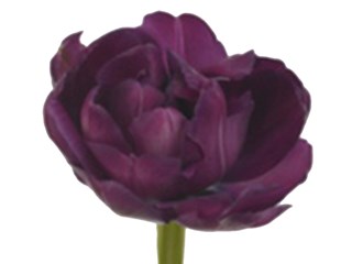 Τουλίπες Blue Diamont