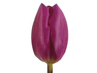 Τουλίπες Blue Champion