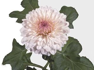 1Hd Chrysanthemum Captiva