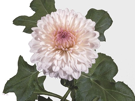 1Hd Chrysanthemum Captiva