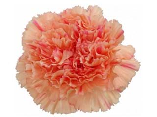 Γαρύφαλλα Caramel