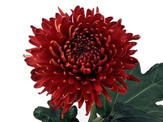 1Hd Chrysanthemum Cerice May