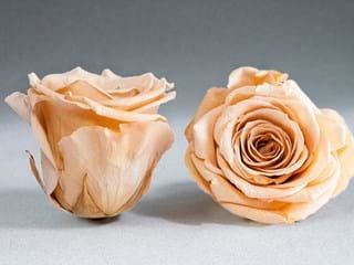 Forever Chapmagne - NEED TRANSLATION