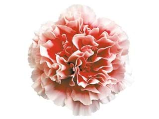 Γαρύφαλλα Cheerio