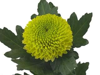 1Hd Chrysanthemum Chirrnone