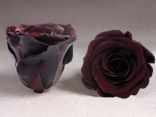 Forever Σοκολατί - NEED TRANSLATION