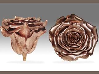 Forever Cooper - NEED TRANSLATION