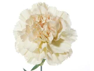 Γαρύφαλλα Cream