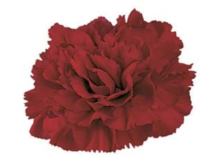 Γαρύφαλλα Crimson Tempo