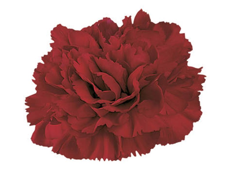 Γαρύφαλλα Crimson Tempo