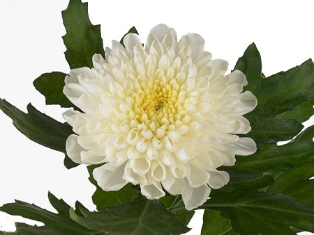 1Hd Chrysanthemum Cyrano
