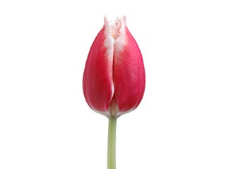 Τουλίπες Canasta