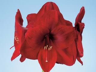 Hippeastrum Carmen