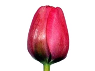 Τουλίπες Carola