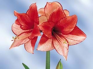 Hippeastrum Charisma